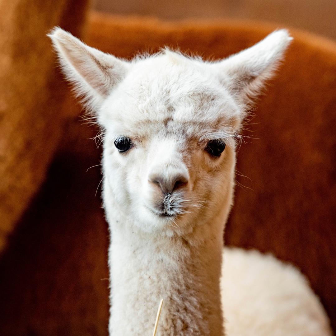 Alpaca Meet & Greet + drankje - 11 oktober